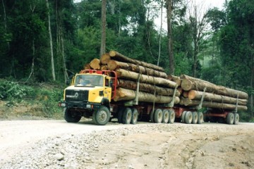 Bois tropicaux - Pétroliers hors UE