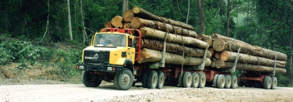 Tropical timber - Oilfield